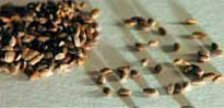 Seeds