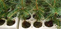 Seedlings & Transplants